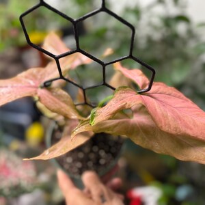 May include: A Syngonium plant with light pink and salmon-colored arrow-shaped leaves, supported by a black, geometric, honeycomb-patterned metal trellis. The plant is potted in a dark container filled with soil, showcasing its foliage.