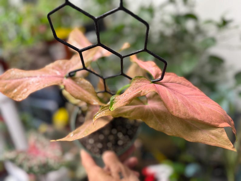 May include: A Syngonium plant with light pink and salmon-colored arrow-shaped leaves, supported by a black, geometric, honeycomb-patterned metal trellis. The plant is potted in a dark container filled with soil, showcasing its foliage.