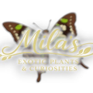 May include: Logo for "Mila's Exotic Plants & Curiosities" featuring a butterfly with brown and green wings. The business name is in a gold script font, with the tagline in a serif font.