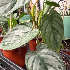 May include: A Philodendron brandtianum plant featuring heart-shaped leaves with a variegated pattern of metallic silver and deep green. The plant is supported by thin wooden stakes and is potted in a terracotta-colored plastic nursery container.