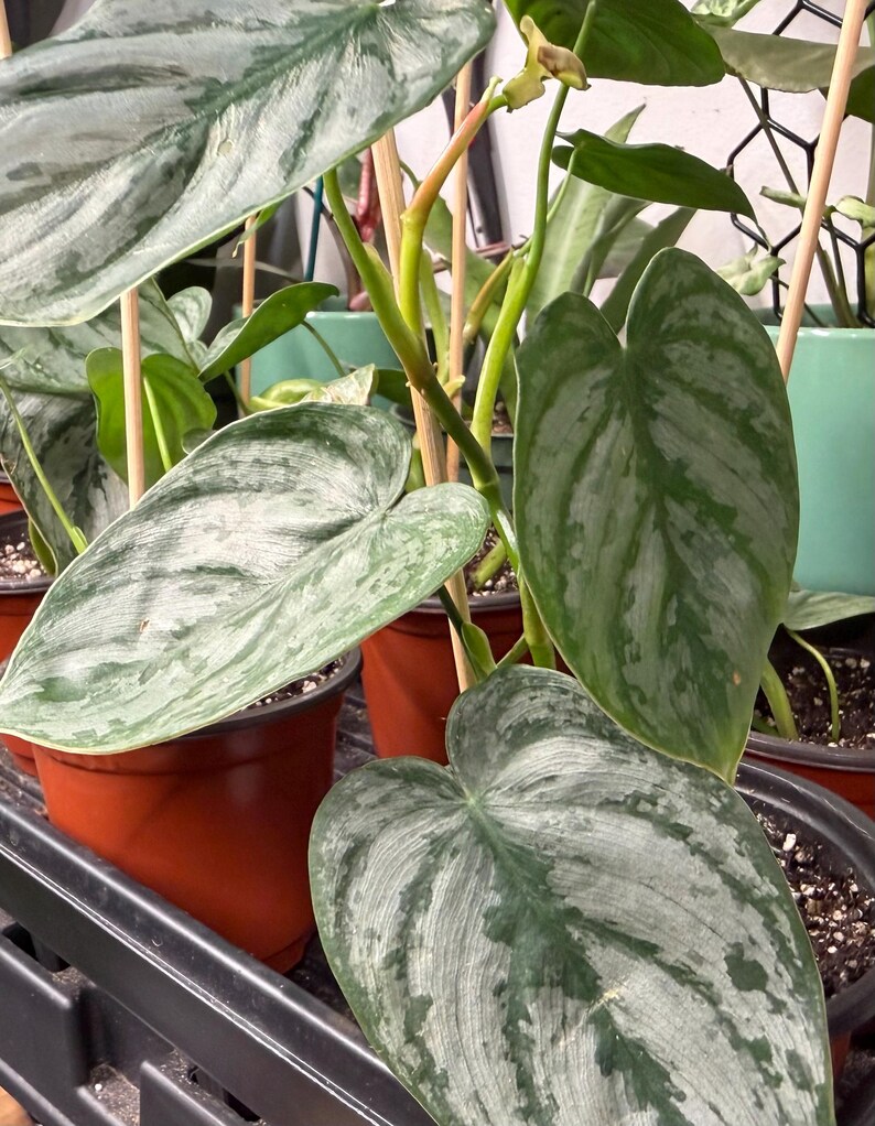 May include: A Philodendron brandtianum plant featuring heart-shaped leaves with a variegated pattern of metallic silver and deep green. The plant is supported by thin wooden stakes and is potted in a terracotta-colored plastic nursery container.