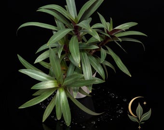 May include: A Tradescantia spathacea plant with long, pointed green leaves featuring purple undersides, arranged in a rosette pattern. The plant is set against a black background with a logo in the corner reading MILA'S EXOTIC PLANTS AND CURIOSITIES.