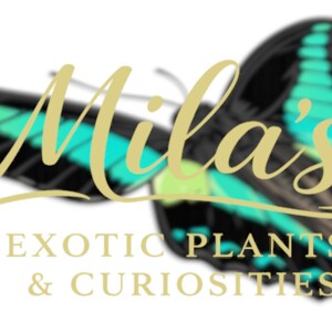 Pode incluir: Um logotipo com uma borboleta com asas pretas e verde-azulado. O texto "Mila's" est&aacute; em uma fonte dourada, com "EXOTIC PLANTS & CURIOSITIES" em ouro abaixo. O fundo &eacute; branco.