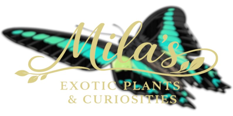 Pode incluir: Um logotipo com uma borboleta com asas pretas e verde-azulado. O texto "Mila's" est&aacute; em uma fonte dourada, com "EXOTIC PLANTS & CURIOSITIES" em ouro abaixo. O fundo &eacute; branco.