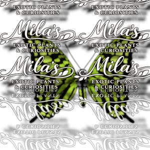 May include: A repeating pattern featuring a butterfly with green and black wings. The butterfly design is overlaid with the text "Mila's" in a decorative script, along with the words "Exotic Plants & Curiosities".