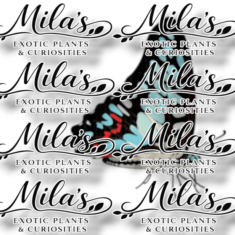 May include: A repeating pattern featuring the text "Mila's Exotic Plants & Curiosities" in elegant script, interspersed with a butterfly illustration. The butterfly has black, blue, and red markings.