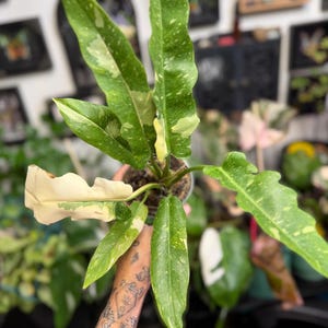 K&ouml;nnte beinhalten: Eine Philodendron Ring of Fire Pflanze mit l&auml;nglichen, gezackten Bl&auml;ttern, die panaschierte Muster in Dunkelgr&uuml;n, Limettengr&uuml;n und Cremewei&szlig; aufweisen. Die Pflanze steht in einem kleinen Topf und zeigt eine markante gelappte Blattstruktur.