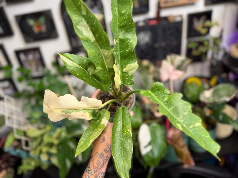 K&ouml;nnte beinhalten: Eine Philodendron Ring of Fire Pflanze mit l&auml;nglichen, gezackten Bl&auml;ttern, die panaschierte Muster in Dunkelgr&uuml;n, Limettengr&uuml;n und Cremewei&szlig; aufweisen. Die Pflanze steht in einem kleinen Topf und zeigt eine markante gelappte Blattstruktur.