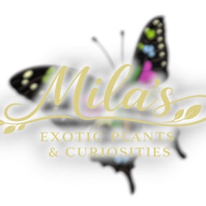 May include: A logo featuring a butterfly with black, green, pink, and blue accents. The text "Mila's" is in a gold script font, with "EXOTIC PLANTS & CURIOSITIES" below in a gold serif font.