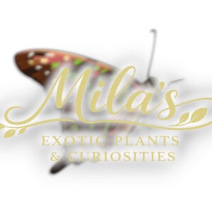 May include: A logo for "Mila's Exotic Plants & Curiosities" features a stylized butterfly with brown, red, and green wing patterns. The text is in a gold script font, with the business name above the description.
