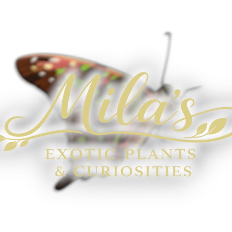 May include: A logo for "Mila's Exotic Plants & Curiosities" features a stylized butterfly with brown, red, and green wing patterns. The text is in a gold script font, with the business name above the description.
