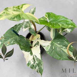 May include: A Syngonium podophyllum albo-variegatum plant in a black pot, featuring arrow-shaped leaves with variegated patterns of dark green, light green, and creamy white. The text MILA'S EXOTIC PLANTS AND CURIOSITIES appears at the bottom right.