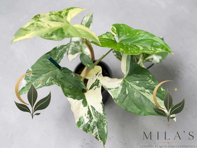 May include: A Syngonium podophyllum albo-variegatum plant in a black pot, featuring arrow-shaped leaves with variegated patterns of dark green, light green, and creamy white. The text MILA'S EXOTIC PLANTS AND CURIOSITIES appears at the bottom right.