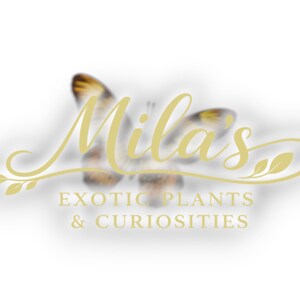 Pode incluir: Logotipo para Mila's Exotic Plants & Curiosities. O logotipo apresenta o nome "Mila's" em uma escrita dourada e fluida acima do nome da empresa. Uma borboleta est&aacute; no fundo.