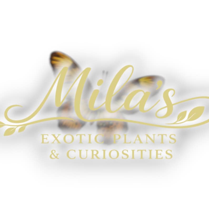 Pode incluir: Logotipo para Mila's Exotic Plants & Curiosities. O logotipo apresenta o nome "Mila's" em uma escrita dourada e fluida acima do nome da empresa. Uma borboleta est&aacute; no fundo.