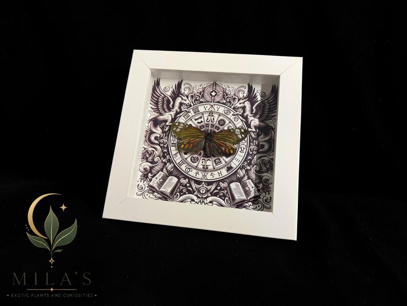 May include: A square white shadow box frame containing a preserved butterfly with dark green and orange wings. The background features a black and white circular zodiac-style illustration with winged horses and open books at the bottom corners.