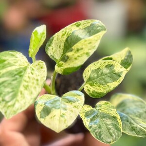 May include: A small potted plant featuring heart-shaped leaves with variegated patterns of creamy yellow and deep green. The foliage is arranged in a cluster, displaying distinct color patches across the surface of each individual leaf.