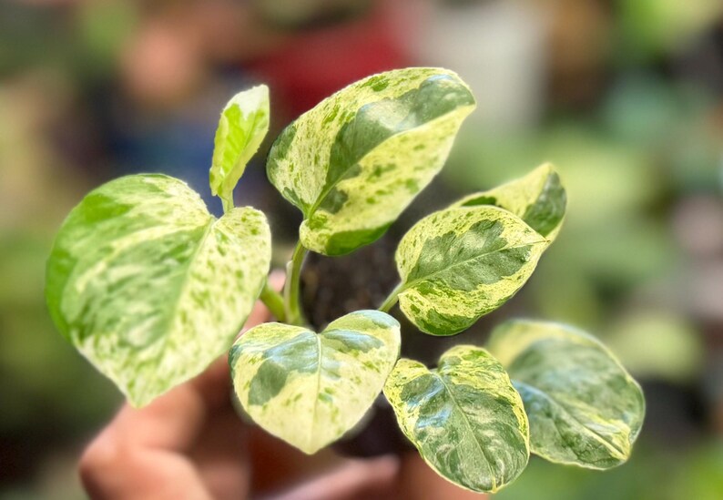 May include: A small potted plant featuring heart-shaped leaves with variegated patterns of creamy yellow and deep green. The foliage is arranged in a cluster, displaying distinct color patches across the surface of each individual leaf.