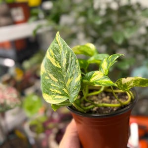 K&ouml;nnte beinhalten: Eine kleine Pothos-Pflanze im Topf mit herzf&ouml;rmigen Bl&auml;ttern, die panaschierte Muster in Dunkelgr&uuml;n und hellem Gelb aufweisen. Die Pflanze befindet sich in einem einfachen braunen Kunststoff-Anzuchttopf, der mit dunkler Blumenerde gef&uuml;llt ist.