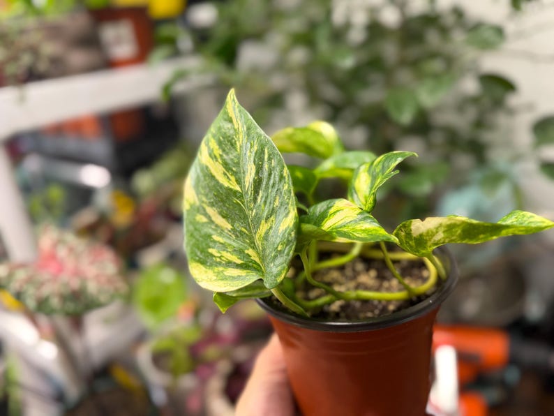 K&ouml;nnte beinhalten: Eine kleine Pothos-Pflanze im Topf mit herzf&ouml;rmigen Bl&auml;ttern, die panaschierte Muster in Dunkelgr&uuml;n und hellem Gelb aufweisen. Die Pflanze befindet sich in einem einfachen braunen Kunststoff-Anzuchttopf, der mit dunkler Blumenerde gef&uuml;llt ist.