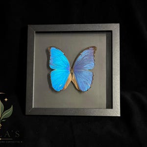 Puede incluir: Un marco cuadrado negro tipo caja con un ejemplar de mariposa Morpho preservada con alas de color azul iridiscente. La mariposa est&aacute; centrada sobre un fondo gris oscuro. En la esquina inferior izquierda, el texto dice MILA'S EXOTIC PLANTS AND CURIOSITIES.