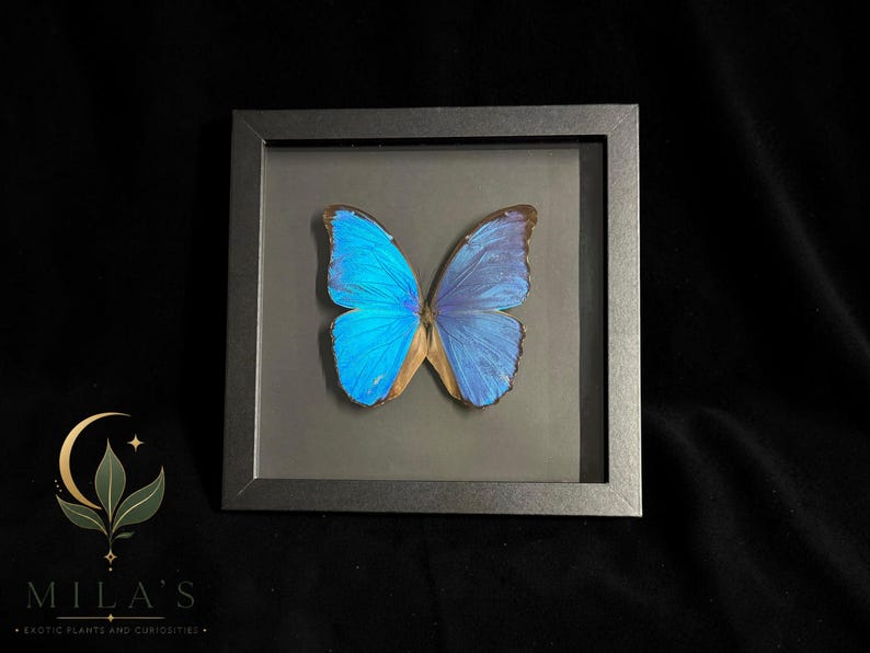 Puede incluir: Un marco cuadrado negro tipo caja con un ejemplar de mariposa Morpho preservada con alas de color azul iridiscente. La mariposa est&aacute; centrada sobre un fondo gris oscuro. En la esquina inferior izquierda, el texto dice MILA'S EXOTIC PLANTS AND CURIOSITIES.