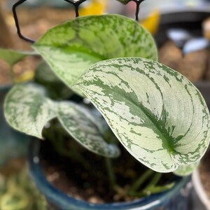 May include: A Scindapsus pictus plant with heart-shaped leaves featuring a variegated pattern of deep green and silvery-grey splashes. The foliage is arranged in a cluster, with some leaves showing more silver saturation than others, all growing from a dark blue pot.