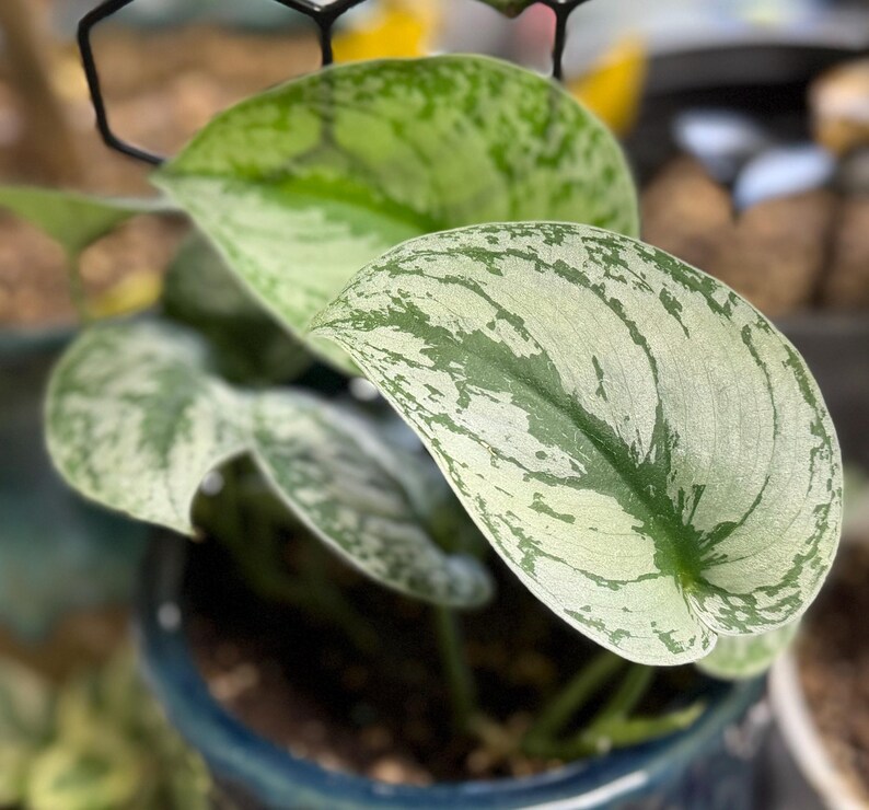 May include: A Scindapsus pictus plant with heart-shaped leaves featuring a variegated pattern of deep green and silvery-grey splashes. The foliage is arranged in a cluster, with some leaves showing more silver saturation than others, all growing from a dark blue pot.
