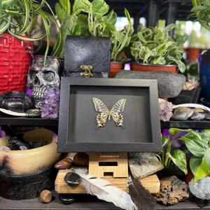 May include: A framed butterfly specimen with gold and cream-coloured wings, set against a black background. The frame is black and rests on a wooden stand. The image is surrounded by plants, crystals, and decorative objects.