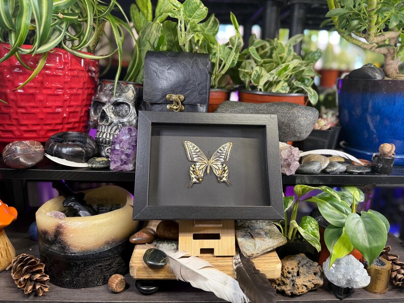 May include: A framed butterfly specimen with gold and cream-coloured wings, set against a black background. The frame is black and rests on a wooden stand. The image is surrounded by plants, crystals, and decorative objects.