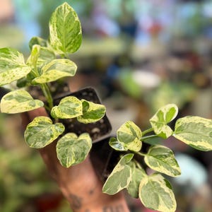 May include: Two small potted plants with variegated leaves featuring a mix of dark green, light green, and creamy white patterns. The plants are housed in small, square black plastic nursery containers filled with dark potting soil.