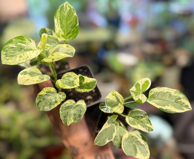 May include: Two small potted plants with variegated leaves featuring a mix of dark green, light green, and creamy white patterns. The plants are housed in small, square black plastic nursery containers filled with dark potting soil.
