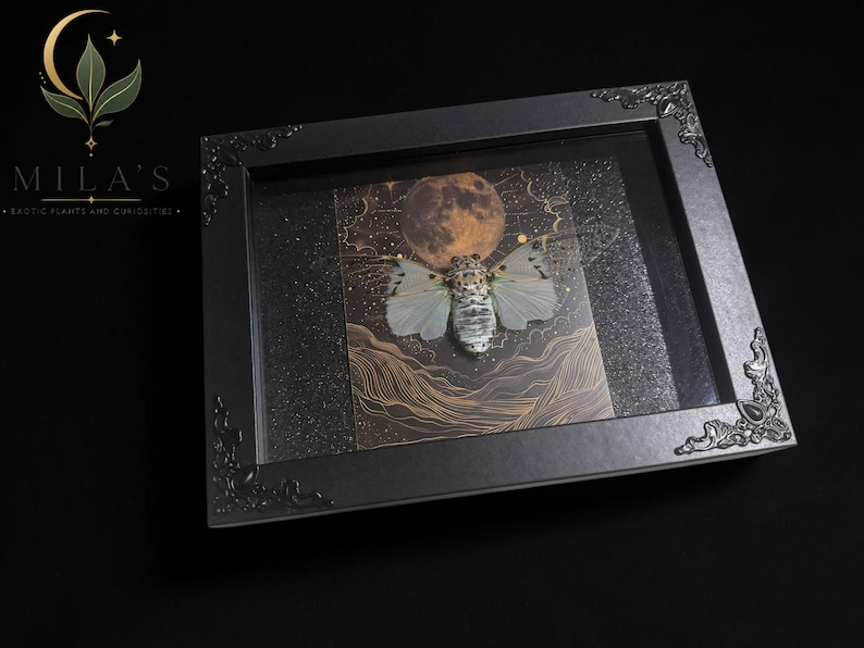 White Ghost Cicada Framed Art, Full Moon Shadow Box, Ornate Gothic Decor, 5x7 image 4