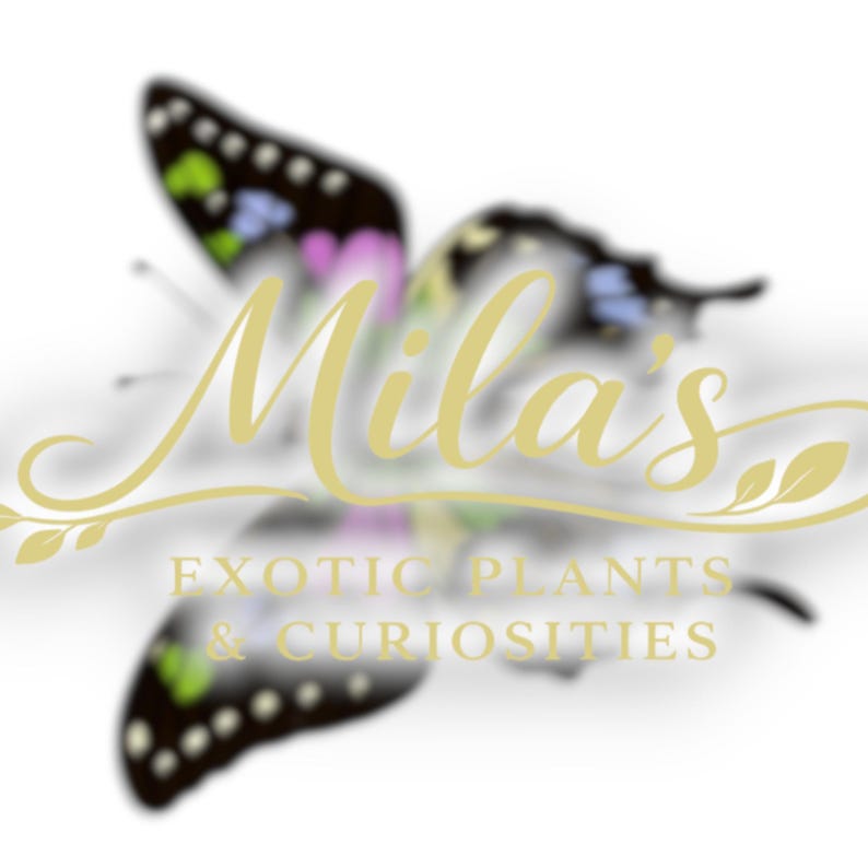 May include: A logo featuring a butterfly with black wings, accented with green, pink, and blue spots. The name "Mila's" is written in a cursive font, with the words "Exotic Plants & Curiosities" below.