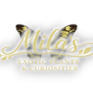Pode incluir: O logotipo da Mila's Exotic Plants & Curiosities apresenta uma borboleta estilizada com asas amarelas e marrons. O nome da empresa est&aacute; em um elegante script dourado, com o slogan em uma fonte simples sem serifa.