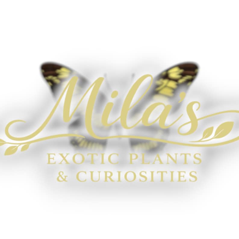 Pode incluir: O logotipo da Mila's Exotic Plants & Curiosities apresenta uma borboleta estilizada com asas amarelas e marrons. O nome da empresa est&aacute; em um elegante script dourado, com o slogan em uma fonte simples sem serifa.