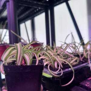 May include: Close-up of a spider plant in a black pot. The plant has long, green and white striped leaves. Other spider plants are visible in the background, some in red pots. The plants are on a shelf.