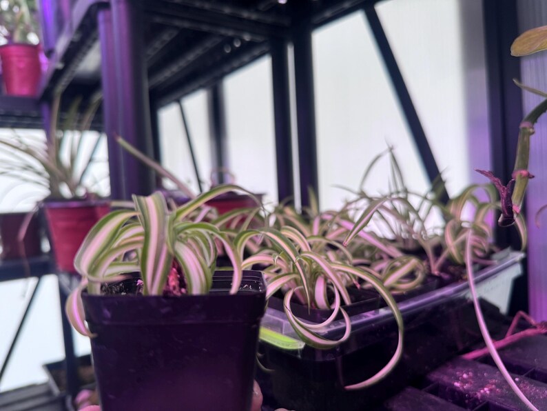 May include: Close-up of a spider plant in a black pot. The plant has long, green and white striped leaves. Other spider plants are visible in the background, some in red pots. The plants are on a shelf.