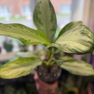 May include: An Aglaonema plant featuring elongated, pointed leaves with a variegated pattern of creamy white, light green, and dark green shades. The plant is potted in a small, dark container filled with dark potting soil, showing a central stem.