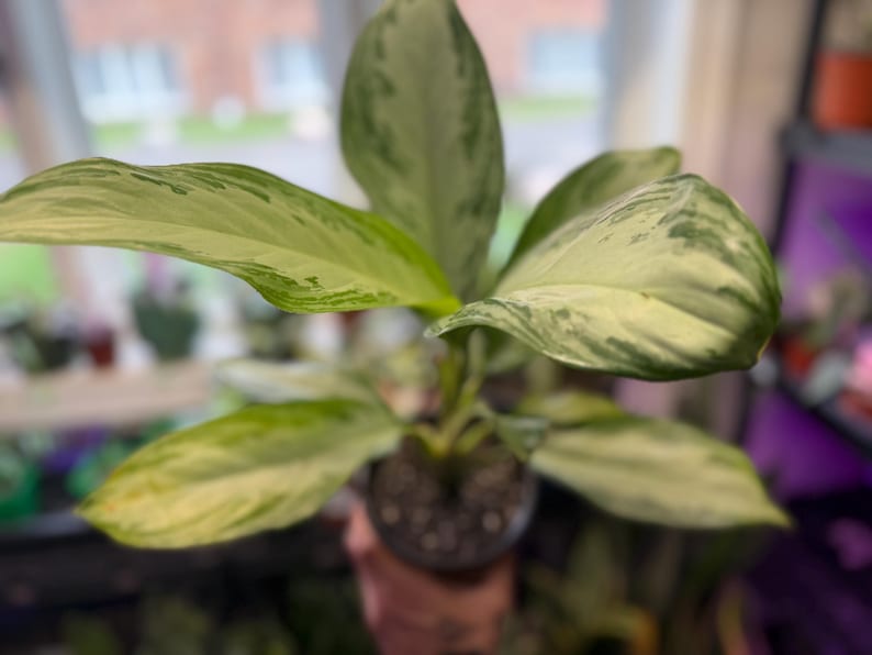 May include: An Aglaonema plant featuring elongated, pointed leaves with a variegated pattern of creamy white, light green, and dark green shades. The plant is potted in a small, dark container filled with dark potting soil, showing a central stem.