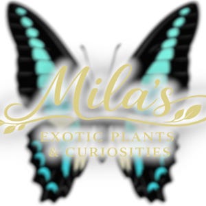 Pode incluir: Um logotipo com um design de borboleta com asas pretas e verde-azuladas. O texto "Mila's" est&aacute; em ouro, com "EXOTIC PLANTS & CURIOSITIES" abaixo. O fundo &eacute; branco.