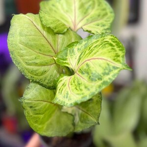 May include: A Syngonium plant featuring arrow-shaped leaves with variegated patterns of light green and lime green. The foliage displays prominent pink veins radiating from the center of each leaf, set in a dark container with visible soil.