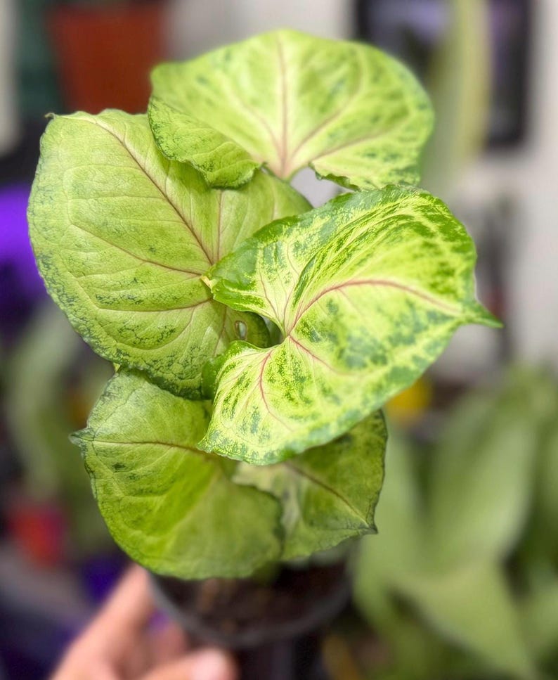 May include: A Syngonium plant featuring arrow-shaped leaves with variegated patterns of light green and lime green. The foliage displays prominent pink veins radiating from the center of each leaf, set in a dark container with visible soil.