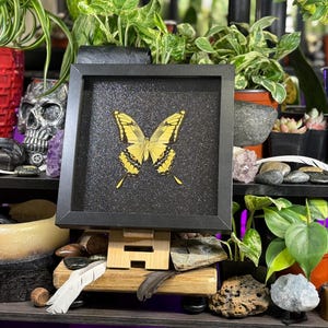 May include: A framed butterfly specimen with yellow and black markings. The butterfly is displayed on a black glitter background within a black frame. The display is on a wooden stand, surrounded by plants, crystals, and decorative items.