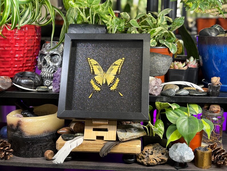 May include: A framed butterfly specimen with yellow and black markings. The butterfly is displayed on a black glitter background within a black frame. The display is on a wooden stand, surrounded by plants, crystals, and decorative items.