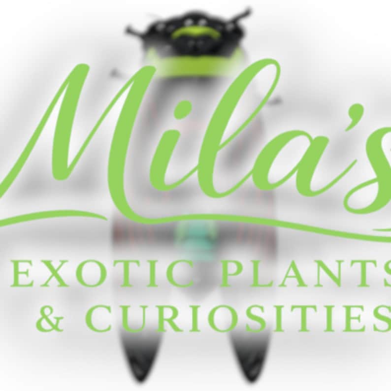 May include: The logo for Mila's Exotic Plants & Curiosities features a stylized insect with a green and black color scheme. The name "Mila's" is written in a flowing, light green script above the business name.
