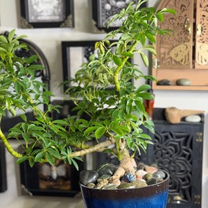 May include: A Schefflera arboricola bonsai plant with vibrant green, palmately compound leaves and a thick, woody trunk. The plant is potted in a deep blue ceramic container filled with smooth, multi-colored river stones at the base.