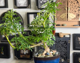 May include: A Schefflera arboricola bonsai plant with vibrant green, palmately compound leaves and a thick, woody trunk. The plant is potted in a deep blue ceramic container filled with smooth, multi-colored river stones at the base.