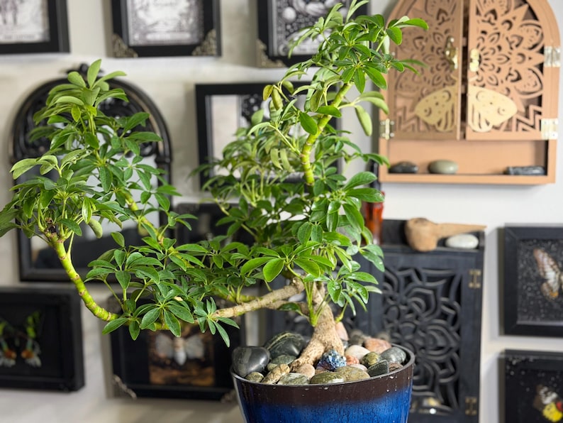 May include: A Schefflera arboricola bonsai plant with vibrant green, palmately compound leaves and a thick, woody trunk. The plant is potted in a deep blue ceramic container filled with smooth, multi-colored river stones at the base.