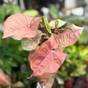 May include: A Syngonium podophyllum plant featuring multiple arrow-shaped leaves in shades of soft pastel pink and light green. The foliage displays a distinct veined texture with a smooth surface, showcasing a vibrant pink coloration across the leaves.